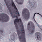 Phage & Microbial Therapy