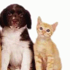 Pet Therapy